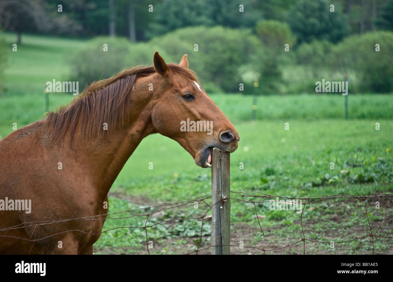 Horse biting fence hires stock photography and images Alamy