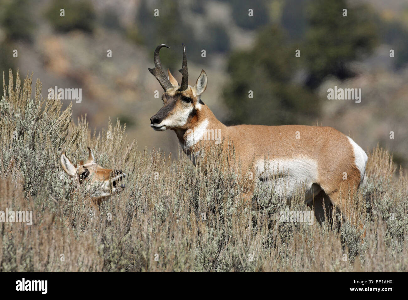 Pronghorn Antelope Antilocapra americana male standing over a female lying in the sage brush Stock Photo