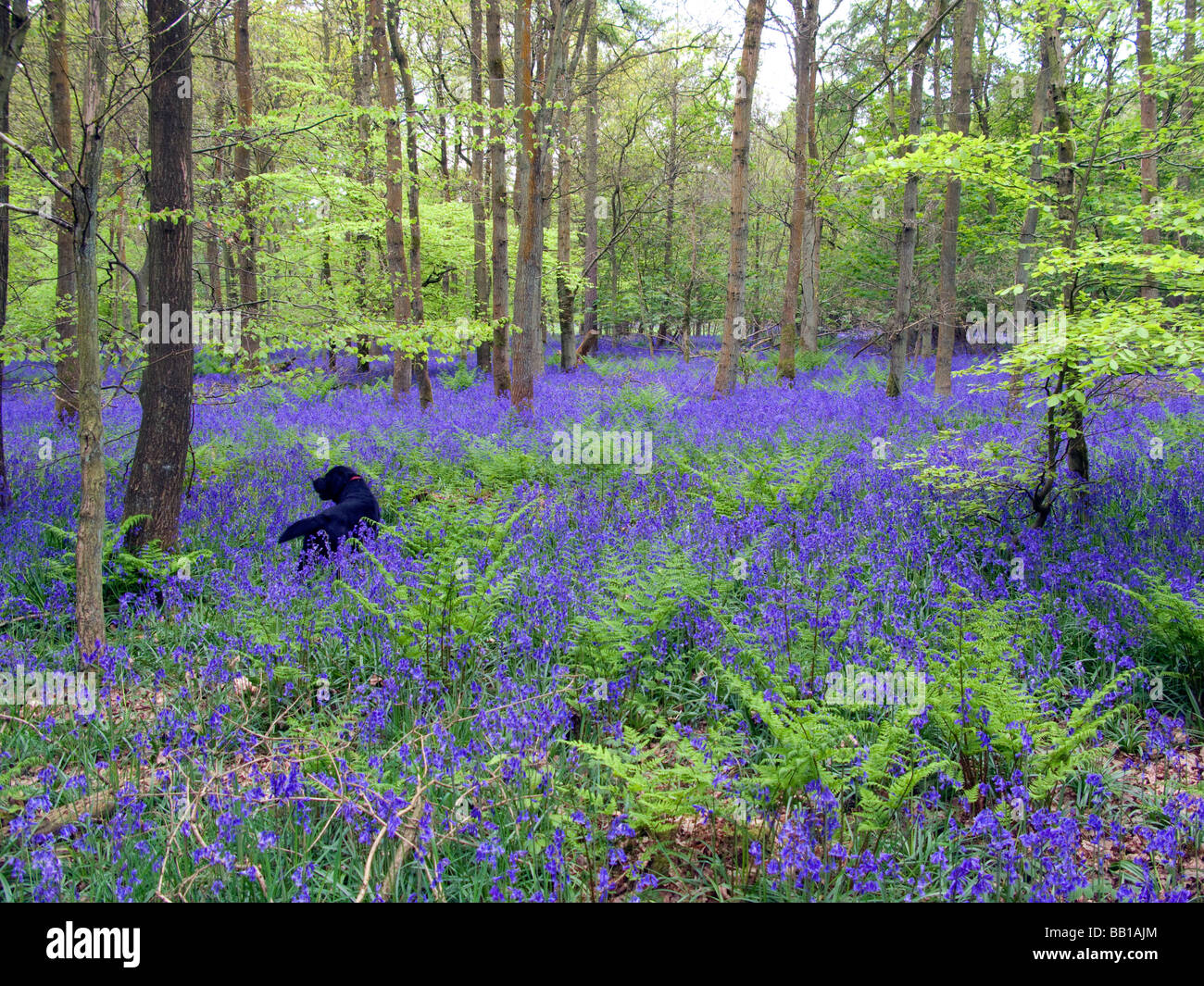 Bluebells christmas common oxfordshire hi-res stock photography and ...