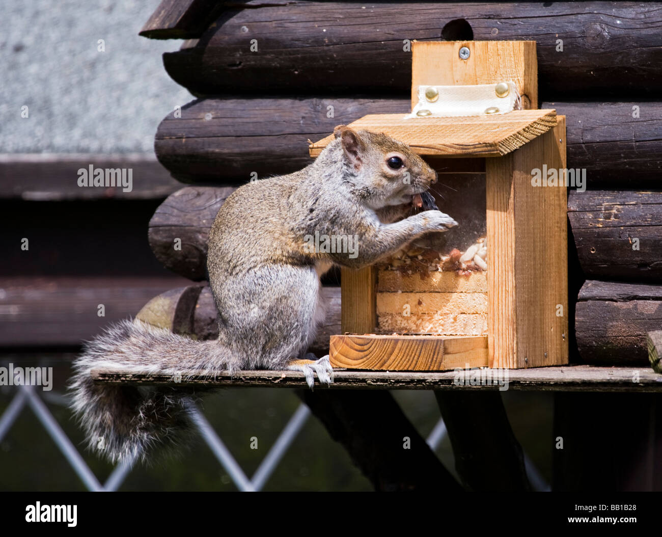 Squirrel 1 Stock Photo