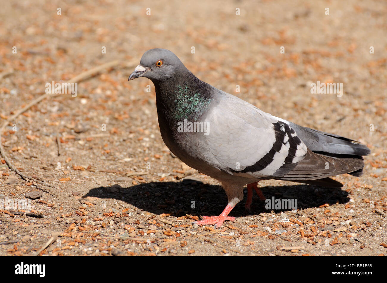Curious pigeon in a city park Stock Photo