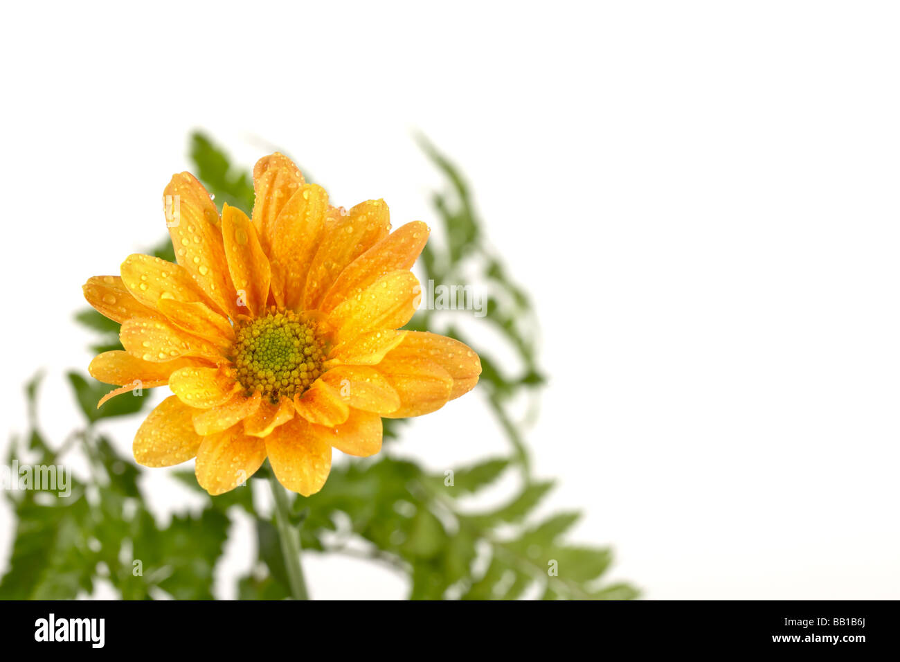 Gerbera or daisy flower on white background shallow DOF Stock Photo