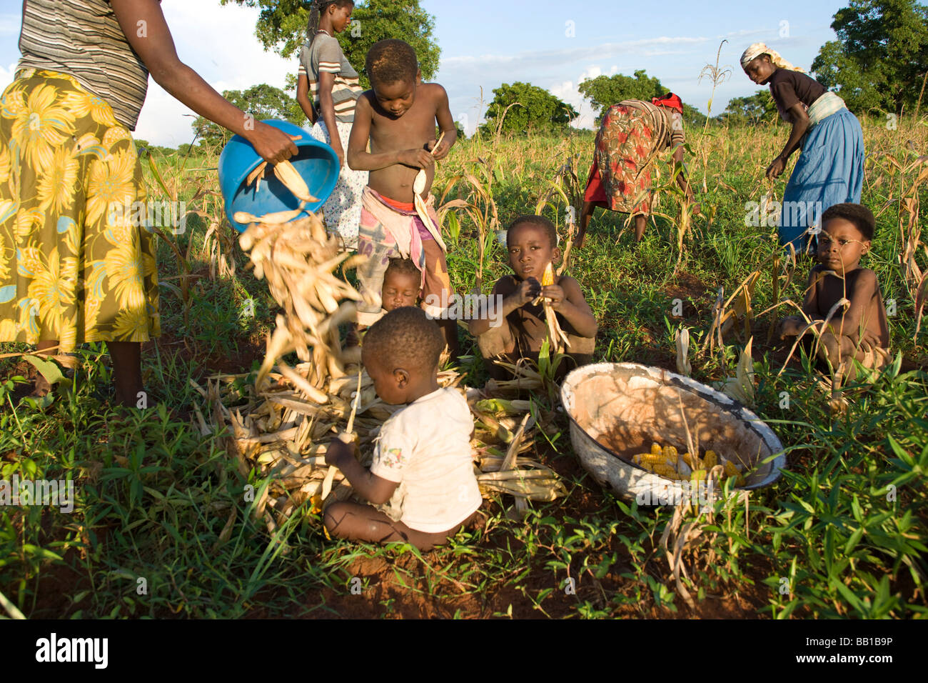Women & children working in corn field, Bowku Village, Ghana, Africa