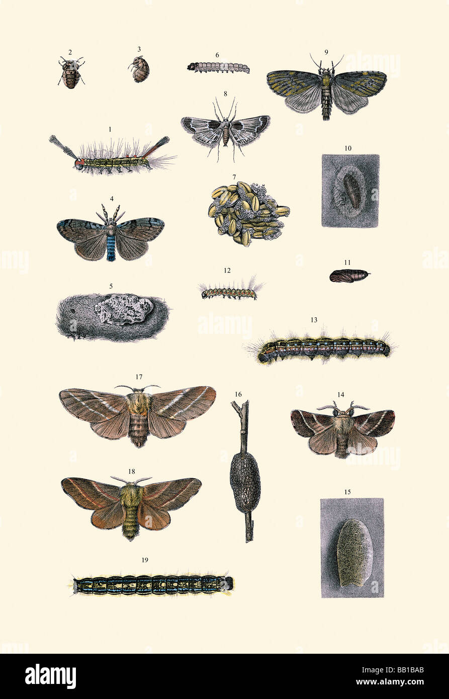 Insect Biro Study Insect Study #7 Stock Photo - Alamy