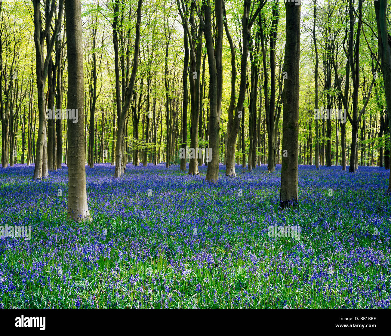 Bluebells in May at West Woods near Marlborough, Wiltshire, England Stock Photo