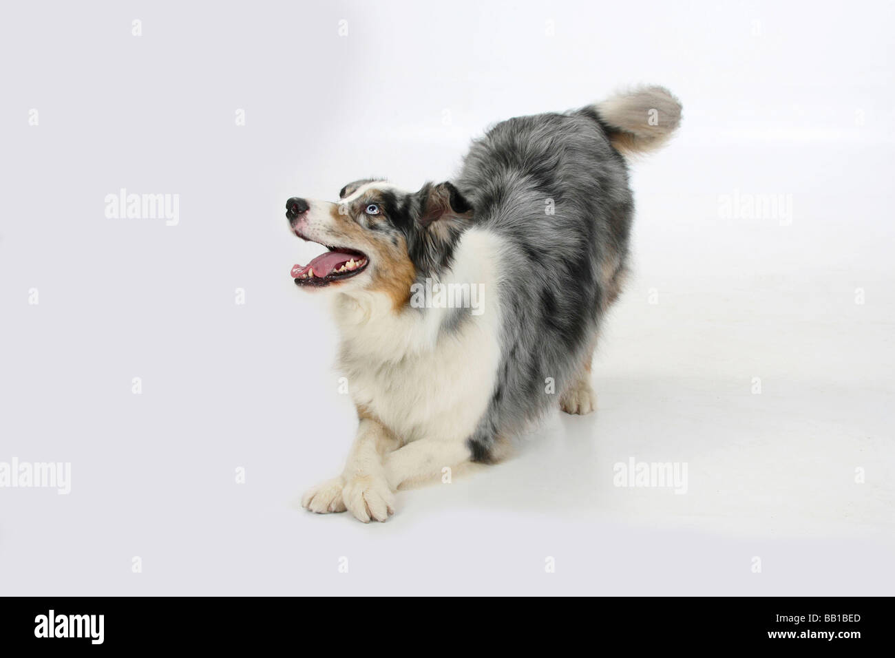 Australian Shepherd 6 years old blue merle playbow with crossed legs trick Stock Photo