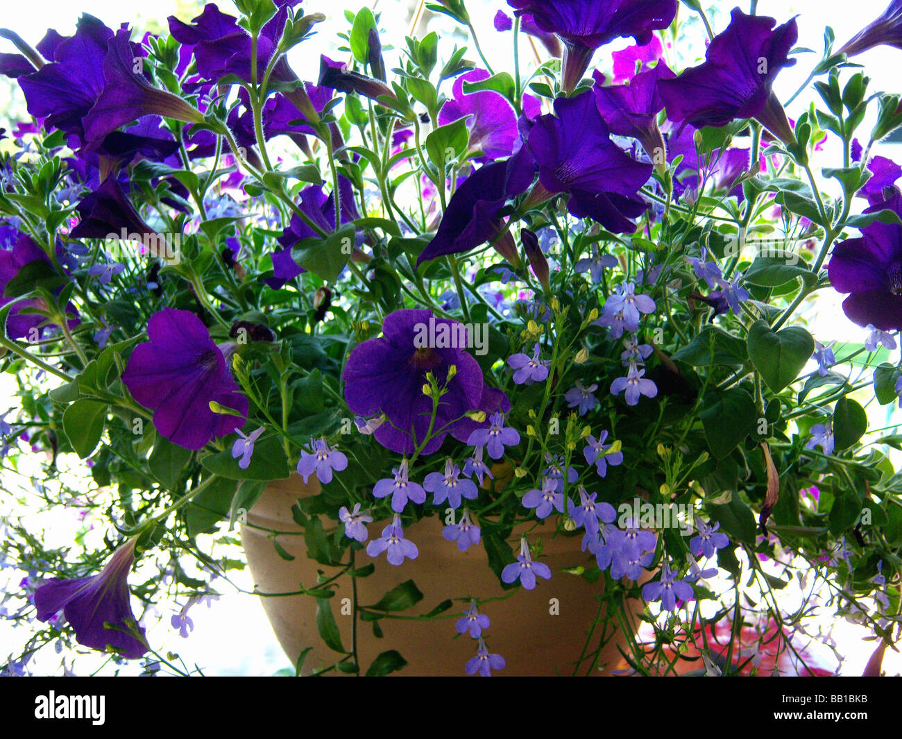 Petunia plant with purple flower and sun light behind plant. Stock Photo