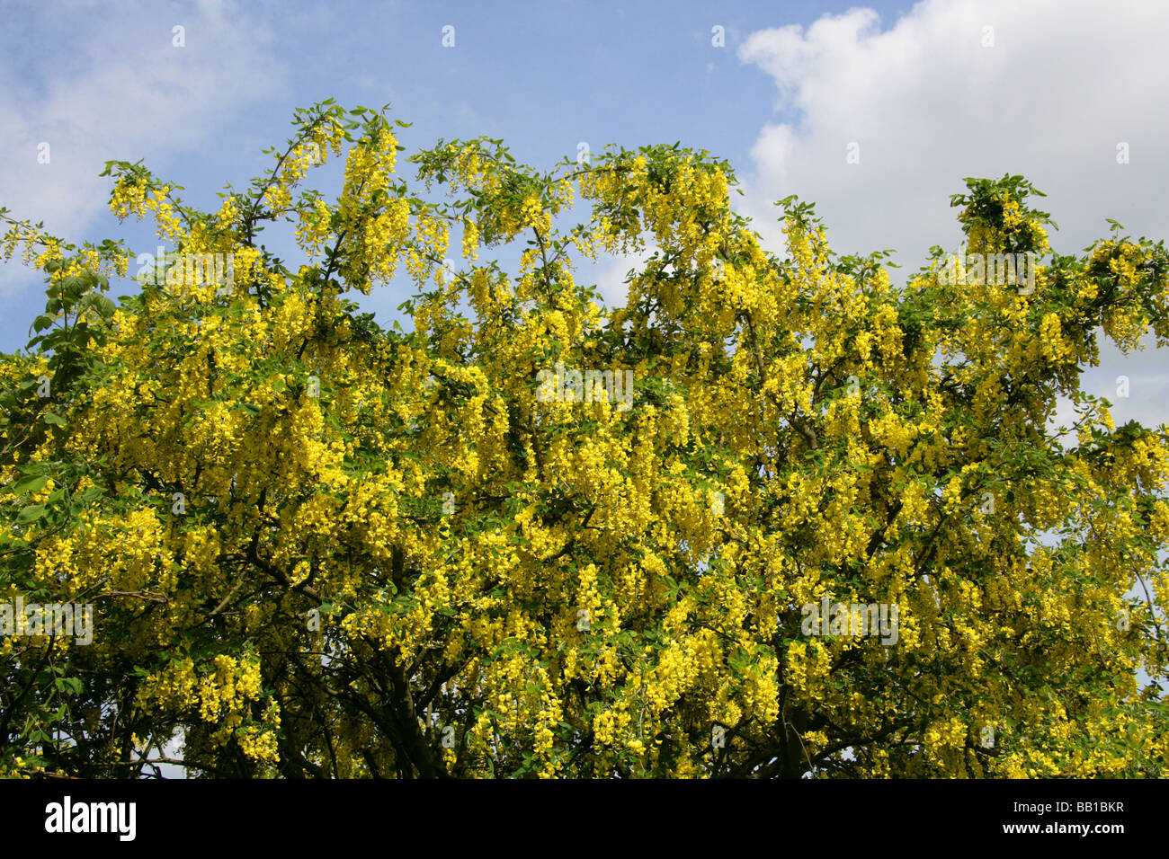 Common Laburnum Tree, Laburnum Anagyroides, Fabaceae Stock Photo