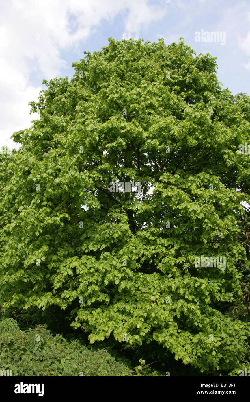 Common Lime Tree, Tilia vulgaris, Tiliaceae Stock Photo