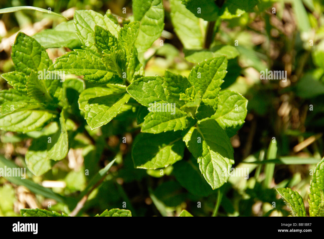 Spearmint herb growing in garden Stock Photo