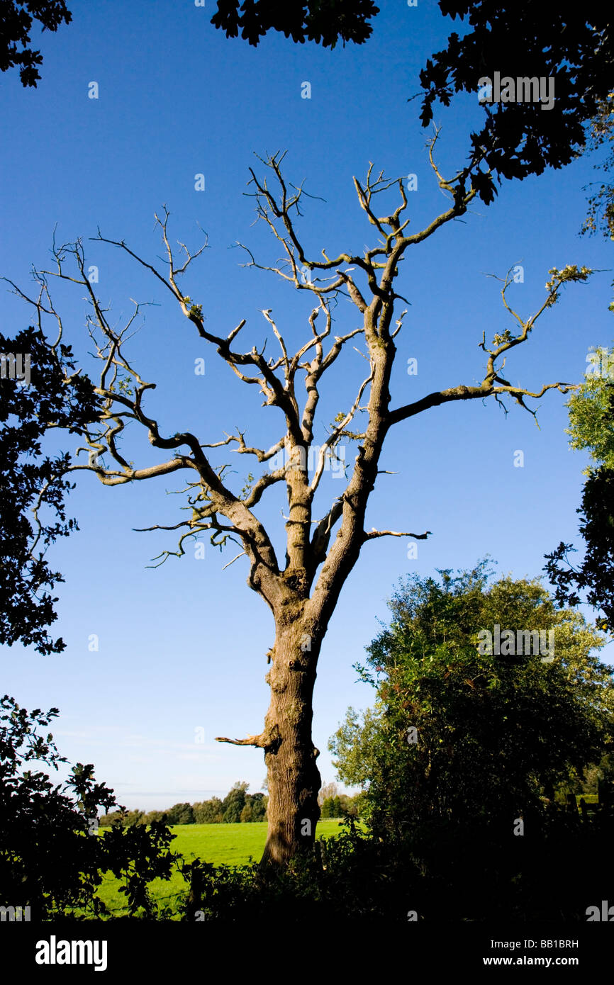 A dead Oak tree in Windmill Wood at Alderley Edge in Cheshire Stock