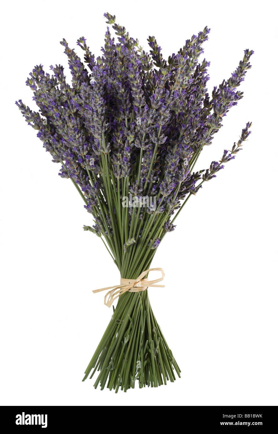 Lavender flowers bunch Stock Photo Alamy