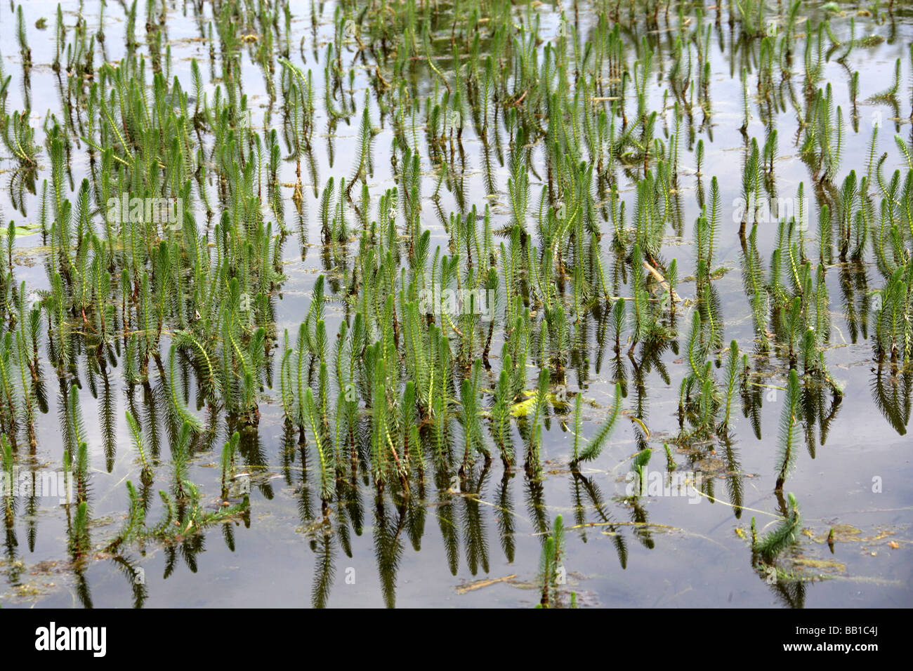 Marestail, Hippuris vulgaris, Plantaginaceae Stock Photo