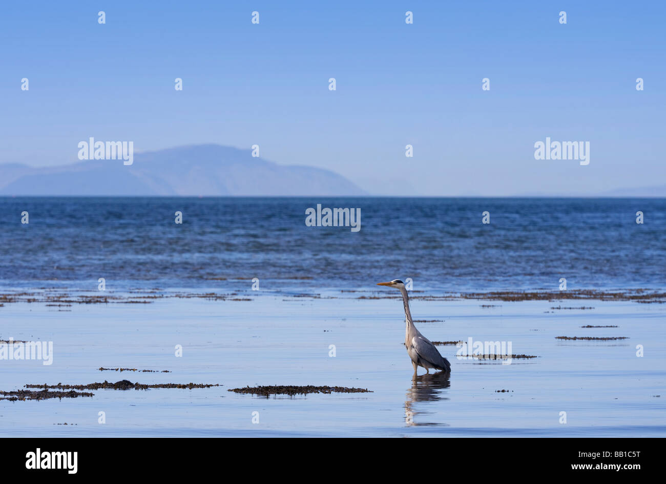 Grey Heron feeding in the sea at Barassie Troon with the Isle of Arran in the background Ayrshire Scotland Stock Photo