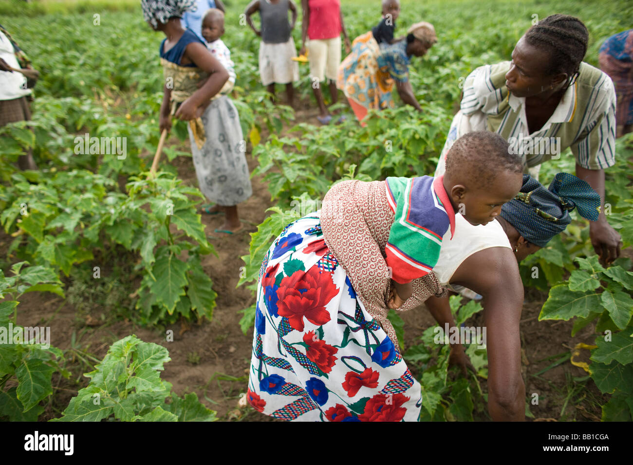 Women Working In Field With Children On Their Backs Have Ghana Women Working In Field With Children On Their Backs Have Ghana