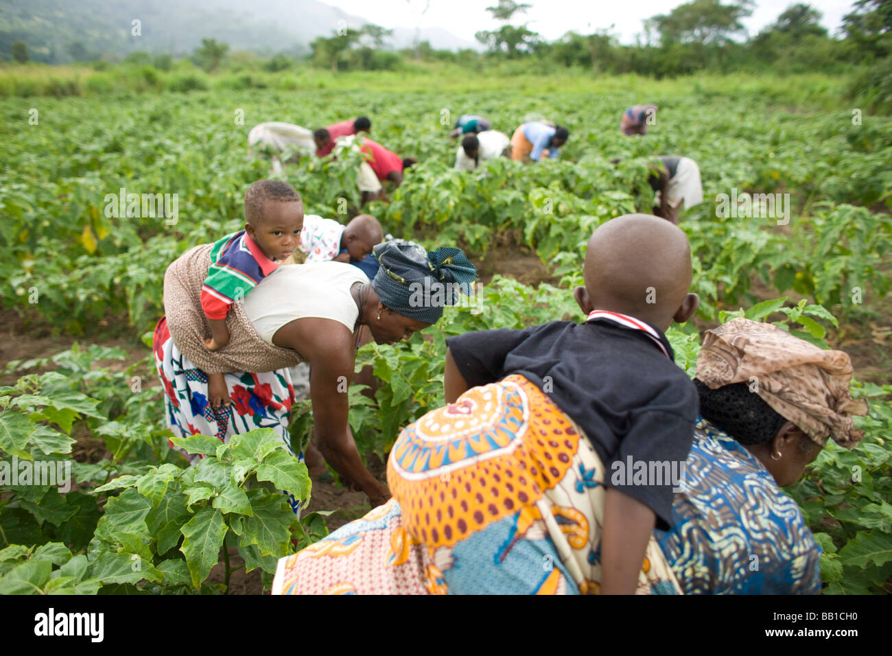 Women working in field with children on their backs, Have, Ghana