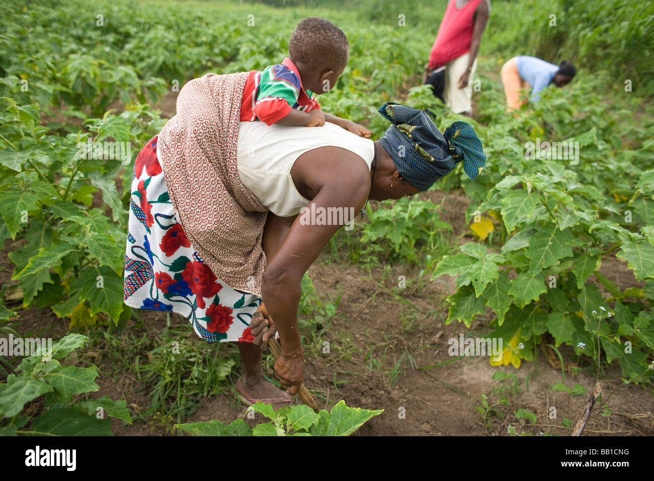 Women Working In Field With Children On Their Backs Have Ghana Women Working In Field With Children On Their Backs Have Ghana