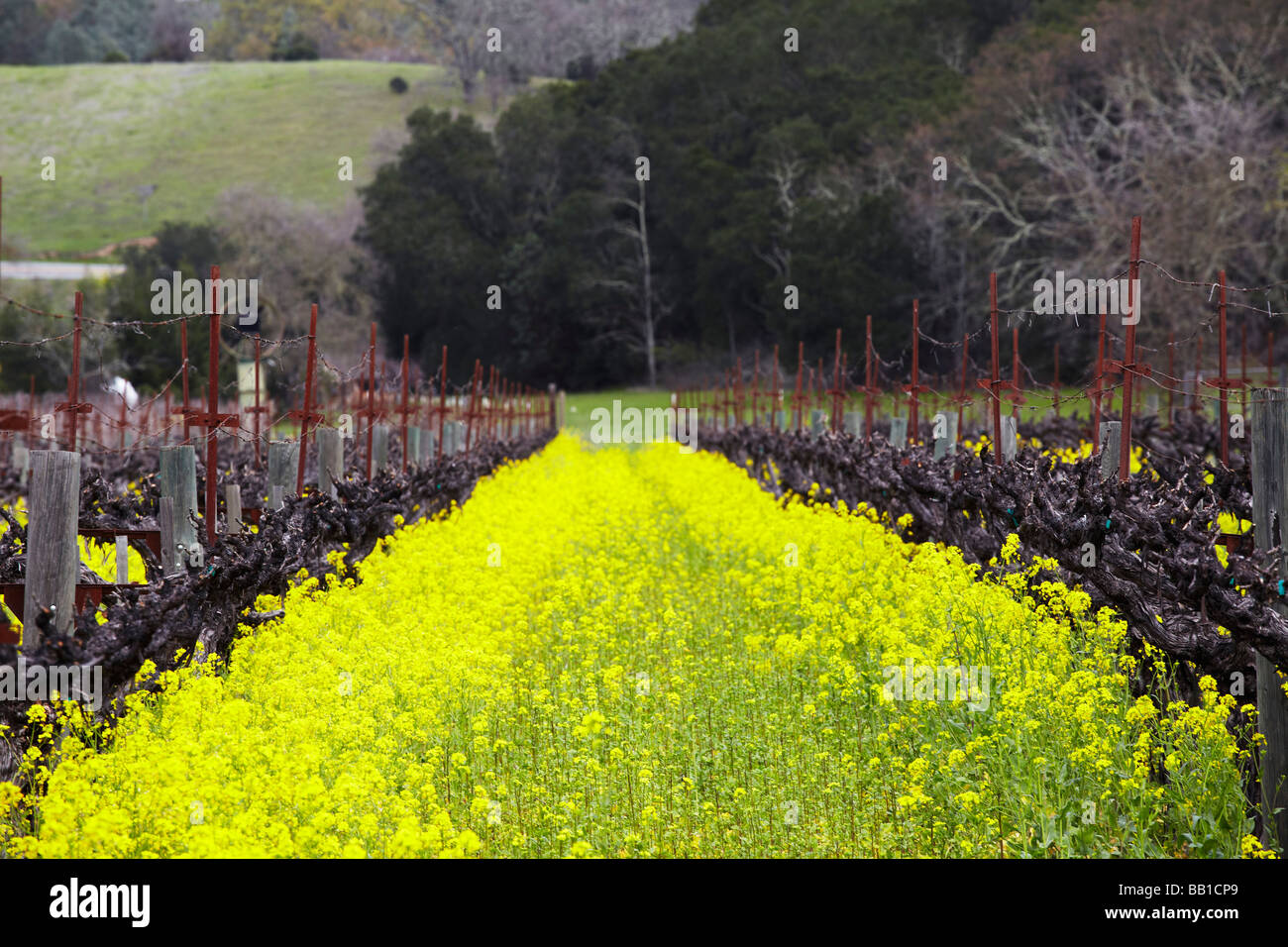 Grapes napa valeey hires stock photography and images Alamy