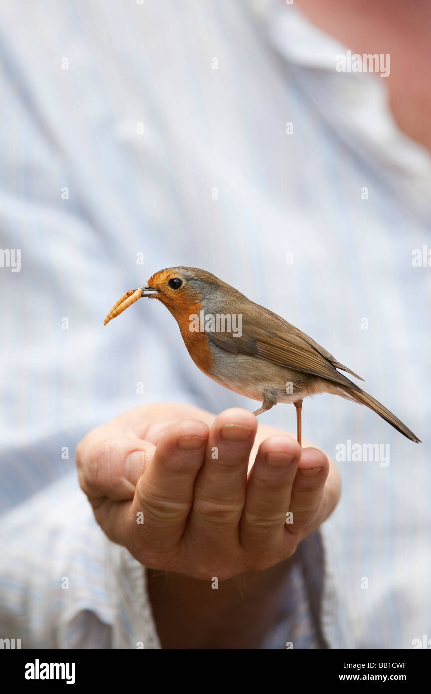 Robin redbreast feeding on mealworms hires stock photography and