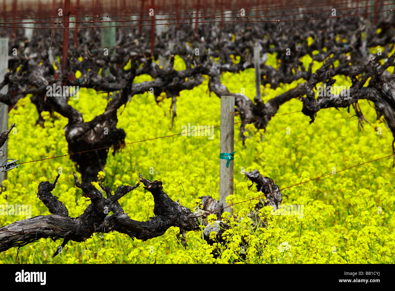 grape vines, Napa Valley, California Stock Photo Alamy