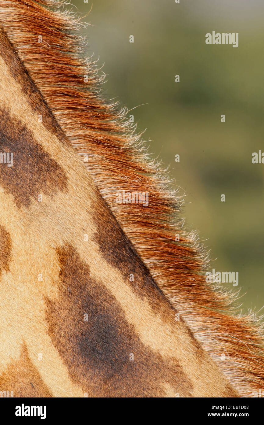 Africa, Kenya, Nakuru National Park. Detail of Rothschild's giraffe ...