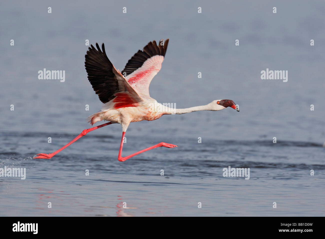 Africa, Kenya, Nakuru National Park. Lesser flamingo runs to take flight. Stock Photo