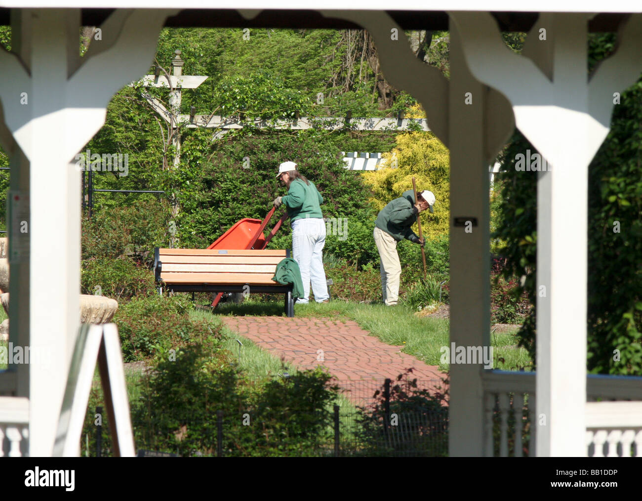 Gardeners working in a rose garden with wheelbarrow and tools. Stock Photo