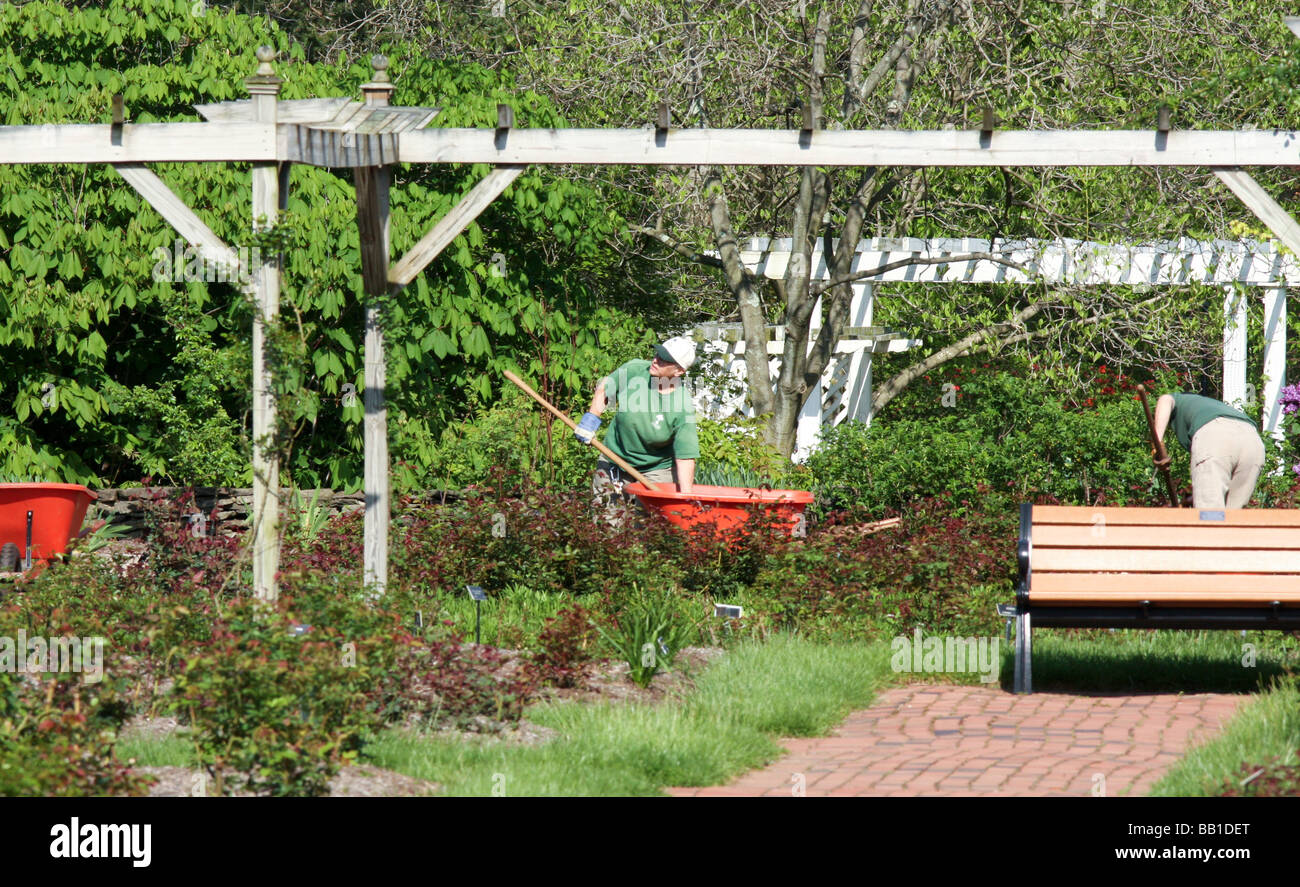 Gardeners working in a rose garden with wheelbarrow and tools. Stock Photo
