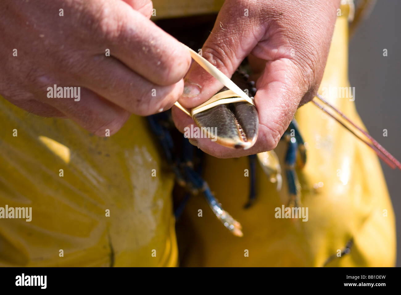 Lobster fishing Jersey Channel islands Stock Photo Alamy