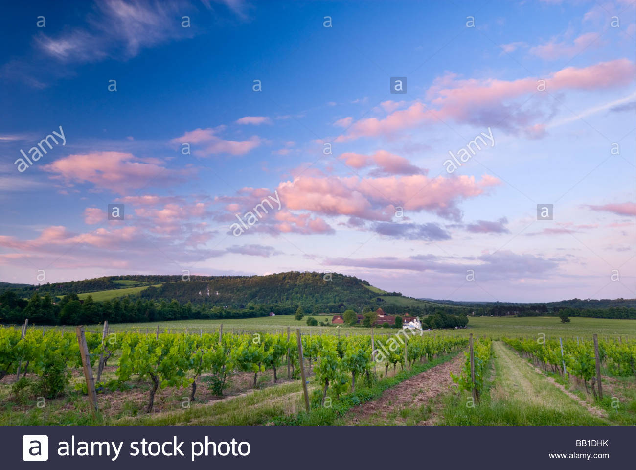 English Wine Estate High Resolution Stock Photography and Images Alamy