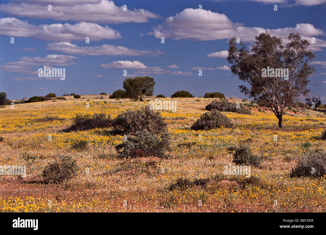 Wildflowers in desert sands, Central Australia Stock Photo