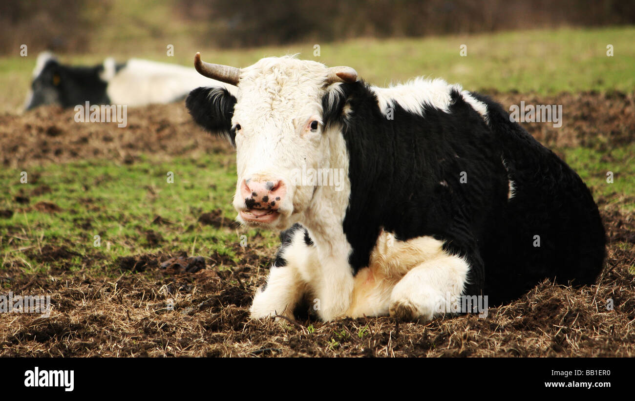 Two cows laying down in a field Stock Photo Alamy