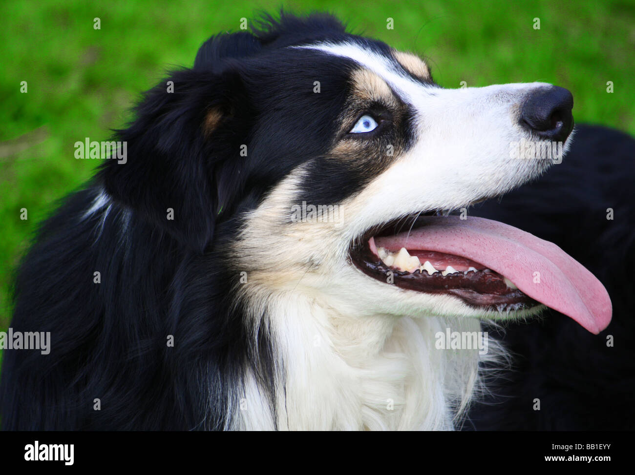 Panting Border Collie looking up in the air. Stock Photo