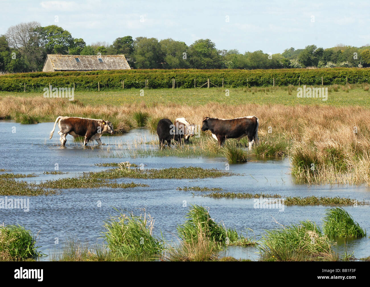 Grazing cattle entering shallow pond with scenic view beyond Stock Photo