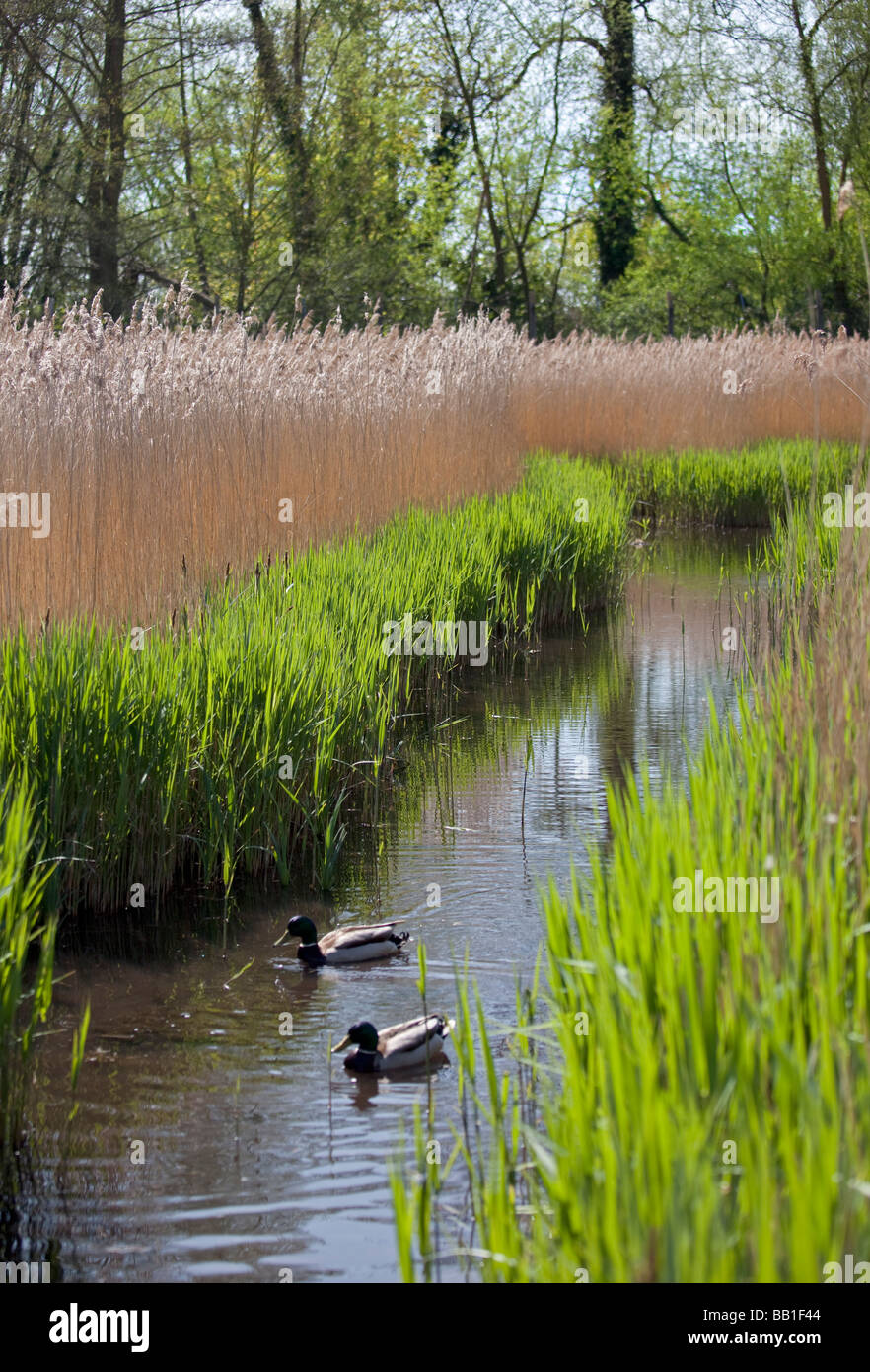 Arundel Wetlands, West Sussex, England Stock Photo Alamy