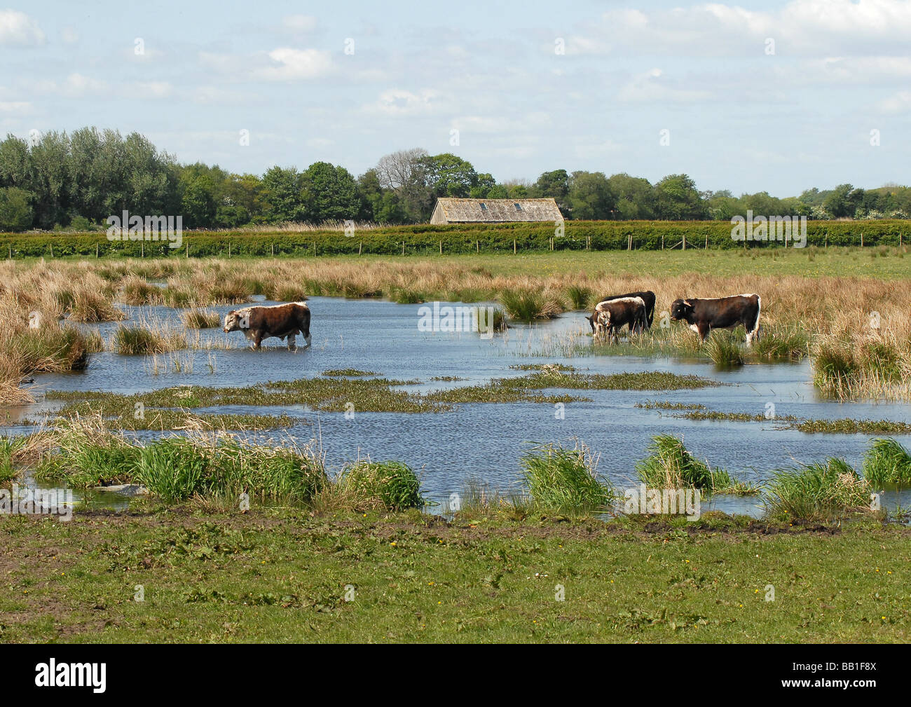 Grazing cattle in peaceful setting entering a shallow pond with views beyond Stock Photo