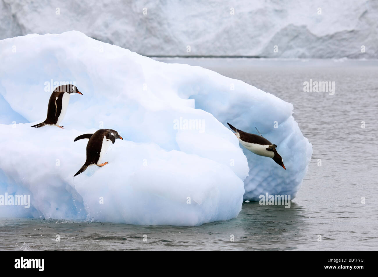 Antarctica, Neko Harbor. One gentoo penguin leaps onto iceberg while another dives into water. Stock Photo