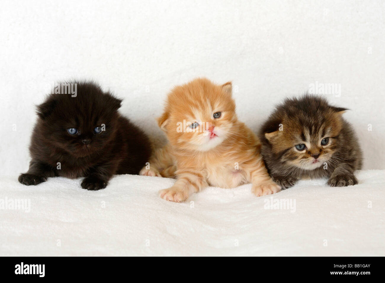 British Longhair Cat kittens 3 weeks black red tabby and black tabby Highlander Lowlander Britanica Stock Photo