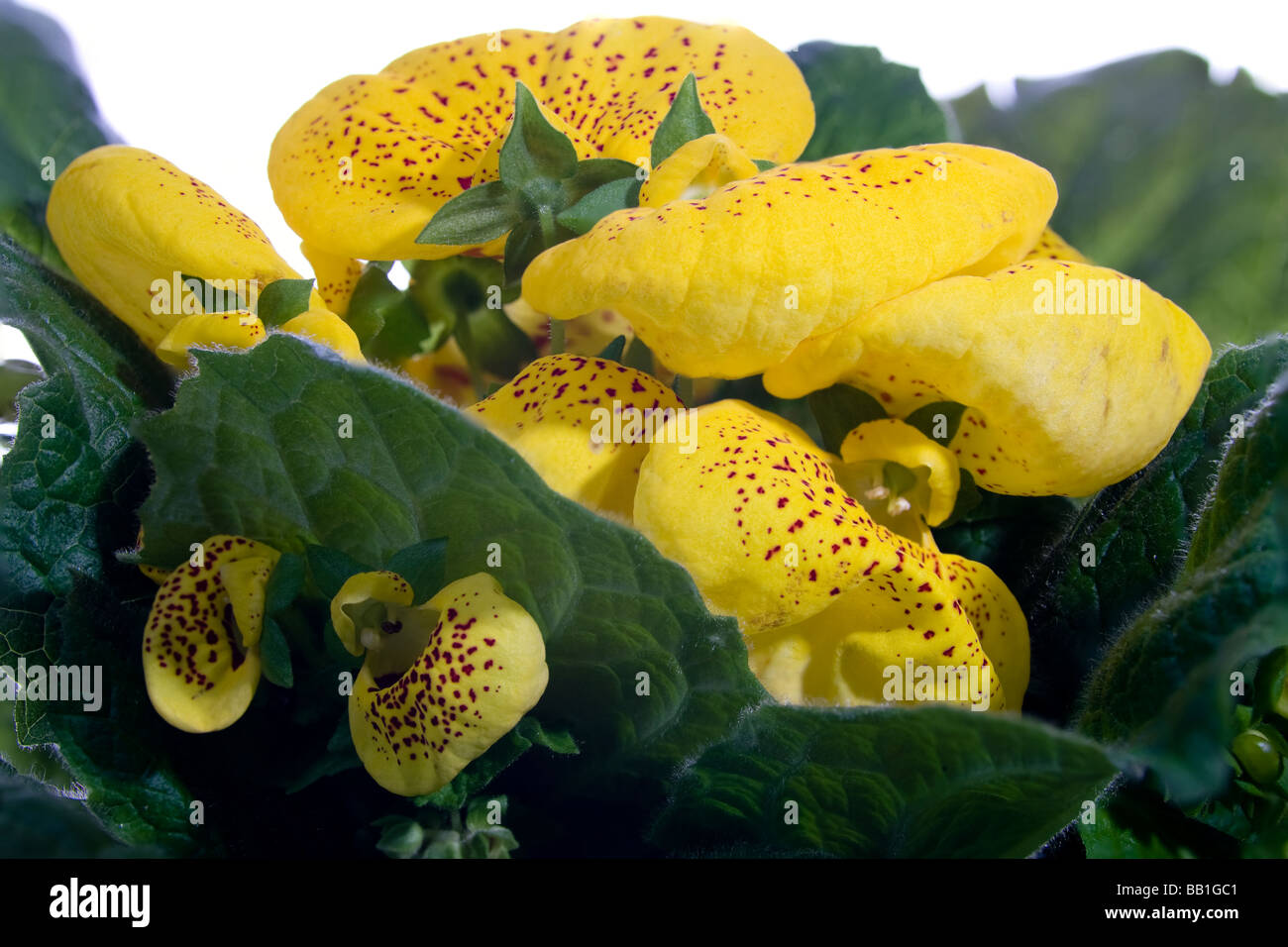 Calceolaria Stock Photo