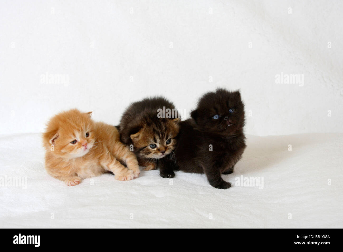 British Longhair Cat kittens 3 weeks red tabby black tabby and black Highlander Lowlander Britanica Stock Photo