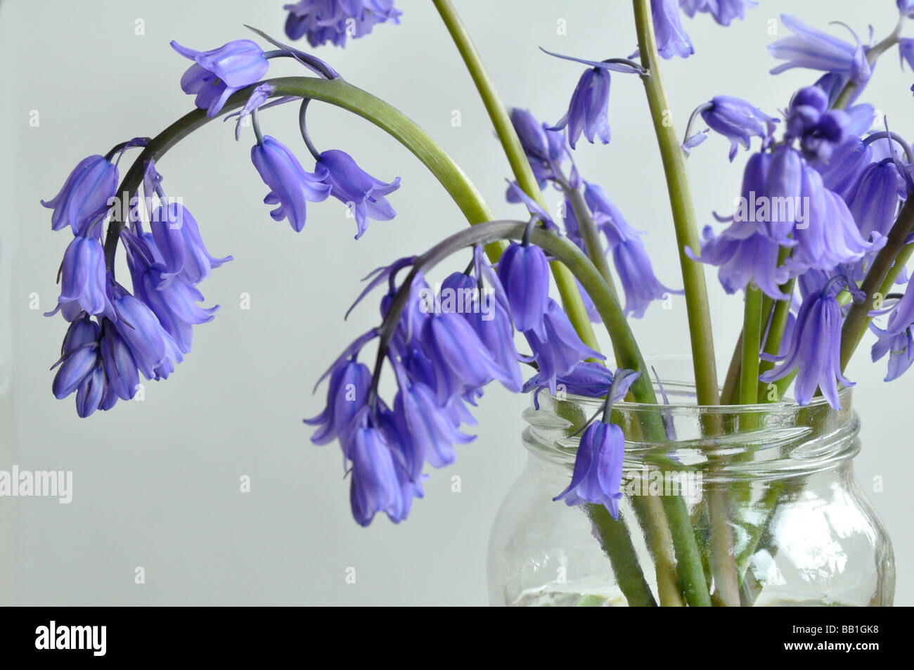 Bluebells in a jam jar Stock Photo Alamy