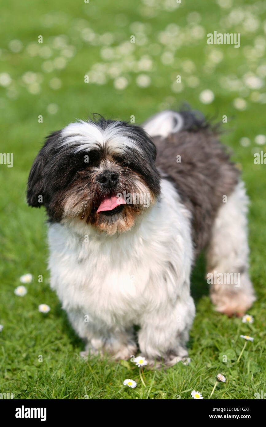 10 year old shih tzu