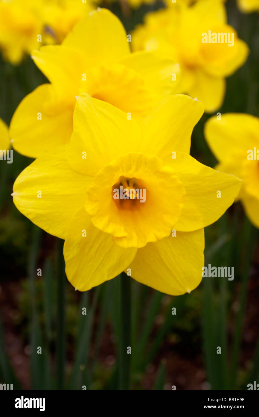 NARCISSUS DAFFODIL DUTCH MASTER Stock Photo Alamy