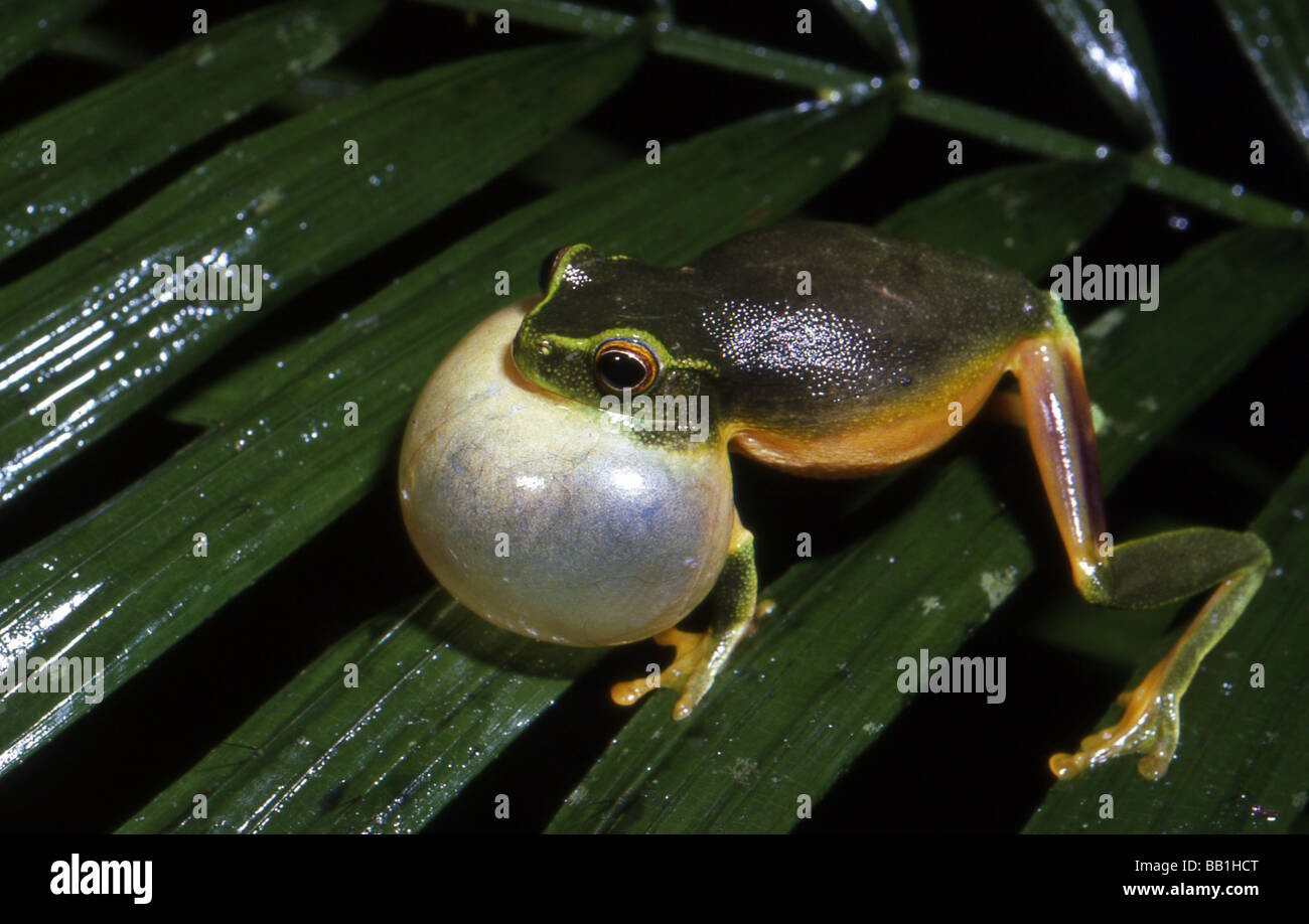 Dainty tree frog (Litoria gracilenta), Cape Tribulation, Queensland, Australia Stock Photo