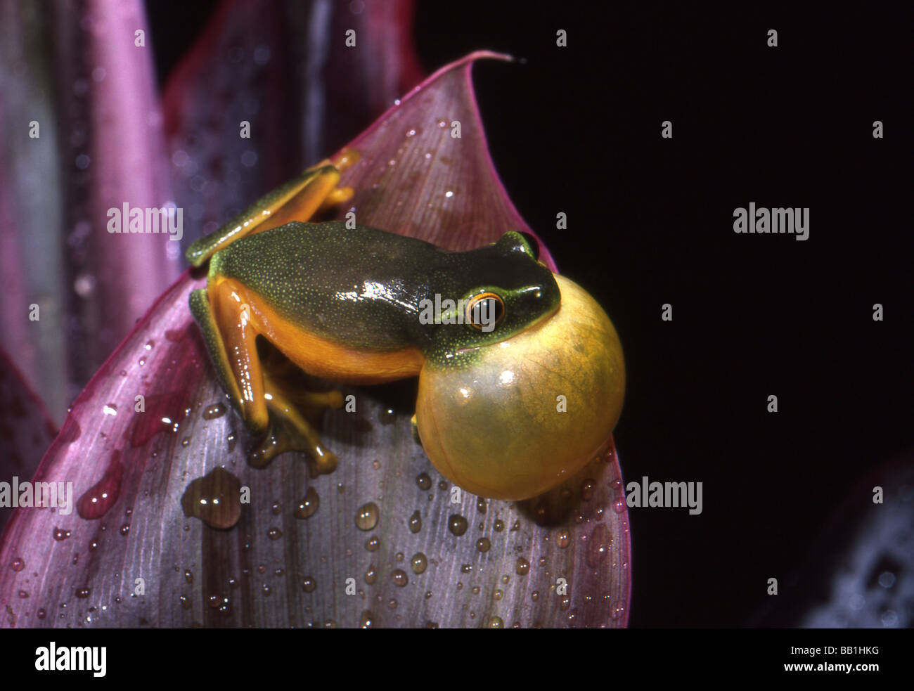 Dainty tree frog (Litoria gracilenta), Mossman, Queensland, Australia Stock Photo