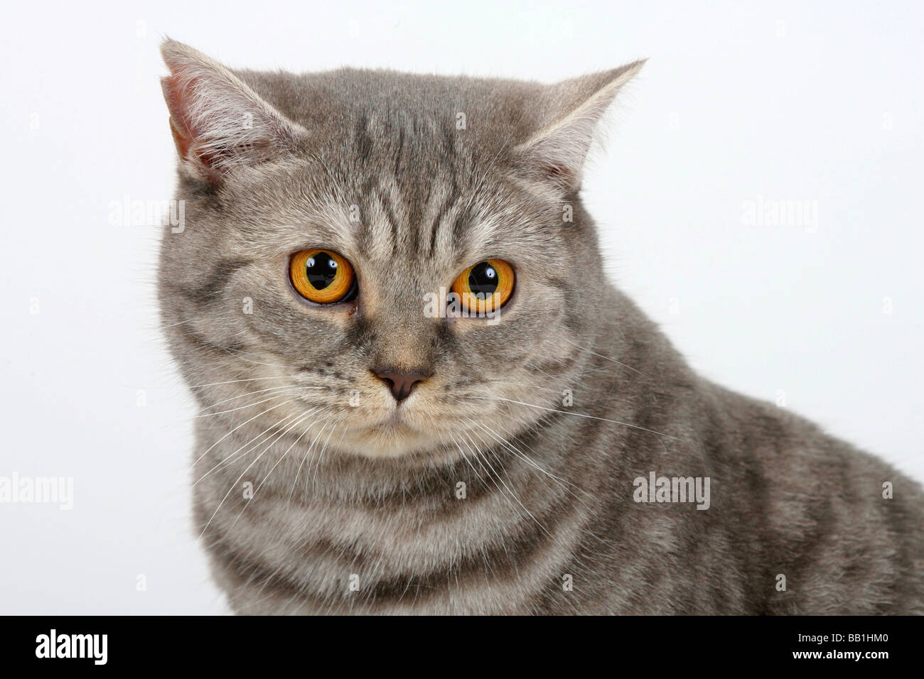 british blue tabby