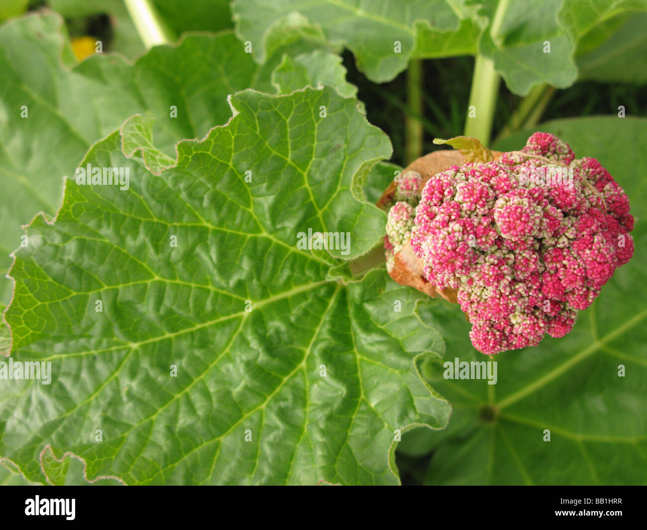 Rhubarb flower Stock Photo 24007531 Alamy