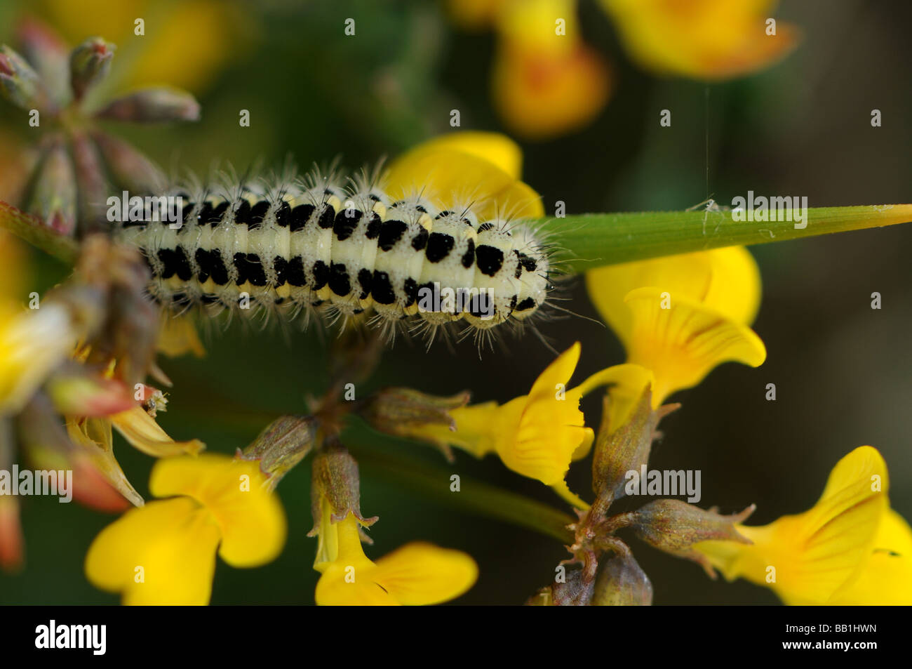 Caterpillar on grass in Horseshoe Vetch Stock Photo