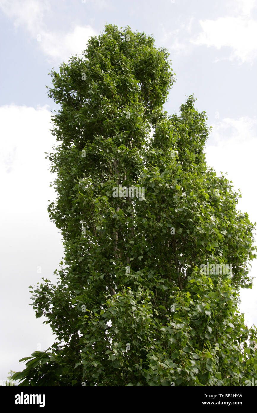 Black Poplar or Lombardy Poplar, Populus nigra, Salicaceae Stock Photo