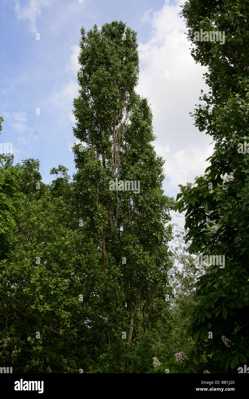 Black Poplar or Lombardy Poplar, Populus nigra, Salicaceae Stock Photo